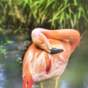 Meet your Posher, Marissa